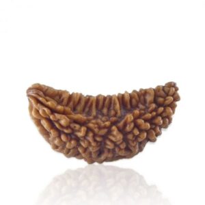 1 Mukhi Rudraksha (1 मुखी रुद्राक्ष)