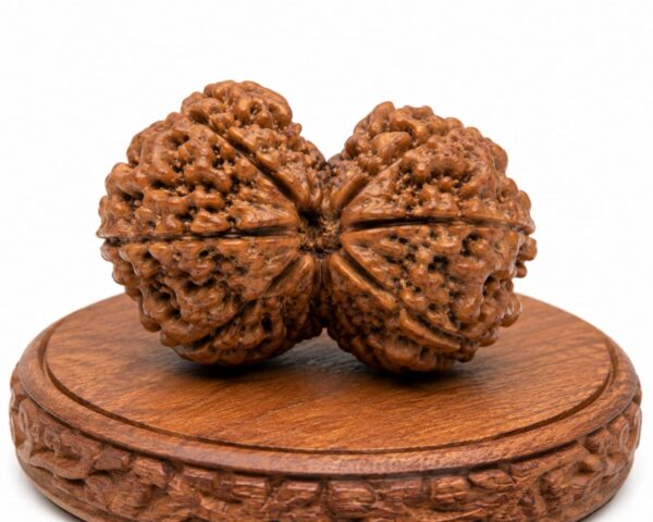 Gauri Shankar Rudraksha (गौरी शंकर रुद्राक्ष)
