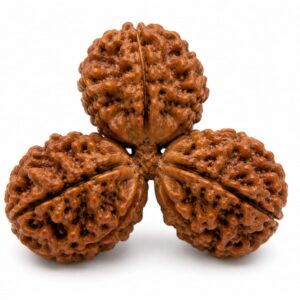 trijuti-rudraksha-%e0%a4%a4%e0%a5%8d%e0%a4%b0%e0%a4%bf%e0%a4%9c%e0%a5%81%e0%a4%9f%e0%a5%80-%e0%a4%b0%e0%a5%81%e0%a4%a6%e0%a5%8d%e0%a4%b0%e0%a4%be%e0%a4%95%e0%a5%8d%e0%a4%b7