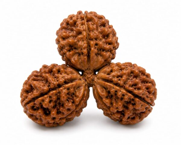Trijuti Rudraksha (त्रिजुटी रुद्राक्ष)