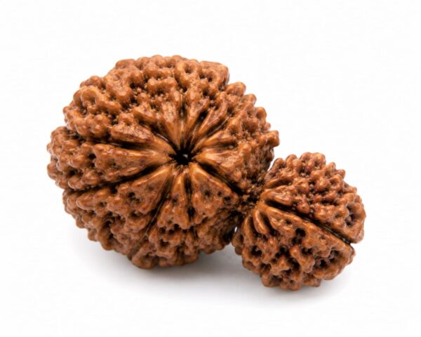 Garbh Gauri Rudraksha (गर्भ गौरी रुद्राक्ष)