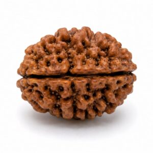 2 Mukhi Rudraksha (2 मुखी रुद्राक्ष)
