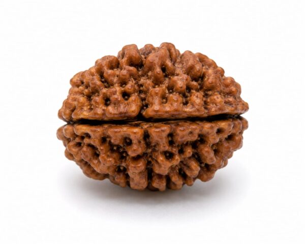 2 Mukhi Rudraksha (2 मुखी रुद्राक्ष)