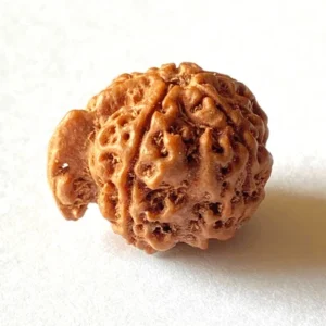 Ganesh Rudraksha (गणेश रुद्राक्ष)